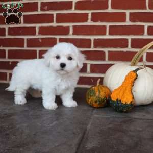 Bunny, Bichon Frise Puppy